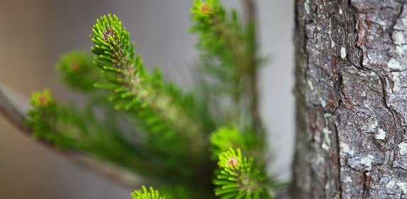 Tree with green baby pine needles beside it