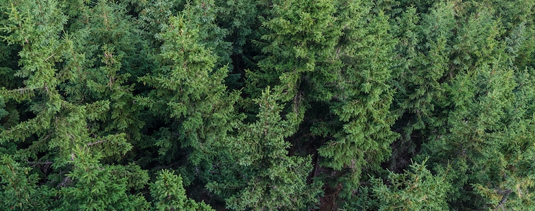 Conifer tree background texture