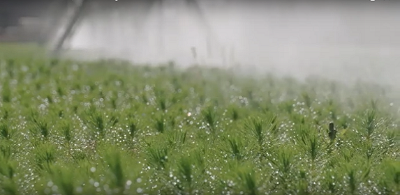 pine seedlings in nursery